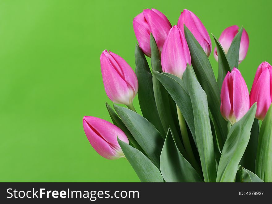 Pink spring tulips against a green background