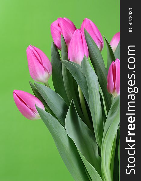 A bunch of pink tulips with a green background. A bunch of pink tulips with a green background