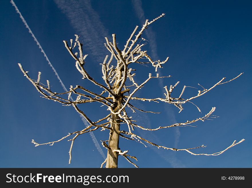 An iced tree branch in winter. An iced tree branch in winter