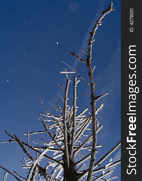 An iced tree branch in winter. An iced tree branch in winter