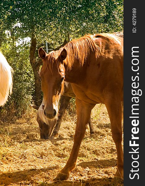 Quarter horse in tuscany, Italy. Quarter horse in tuscany, Italy.