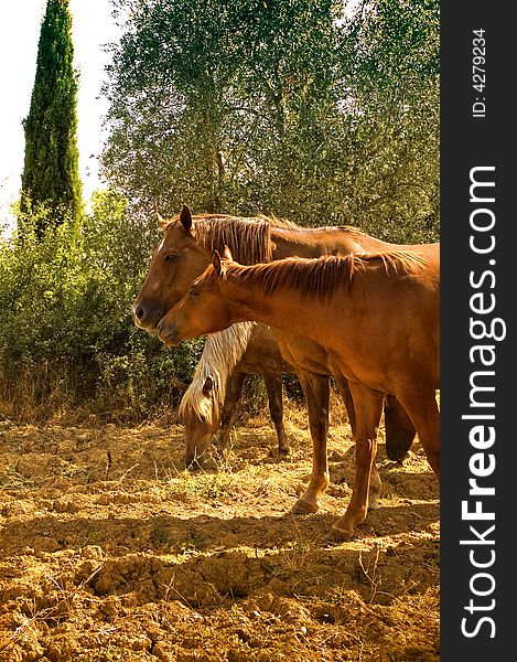 Lovely quarter horses in tuscany, Italy. Lovely quarter horses in tuscany, Italy.