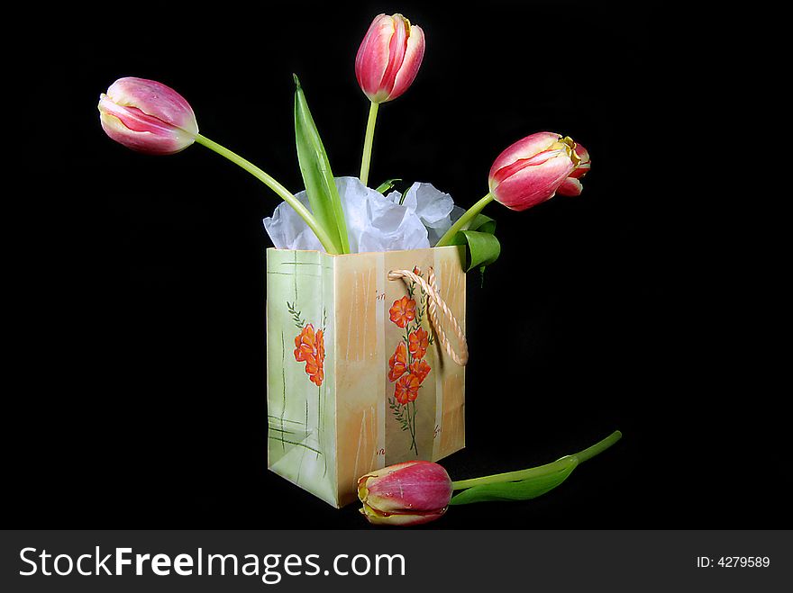 Spring tulips in a gift bag. Spring tulips in a gift bag.