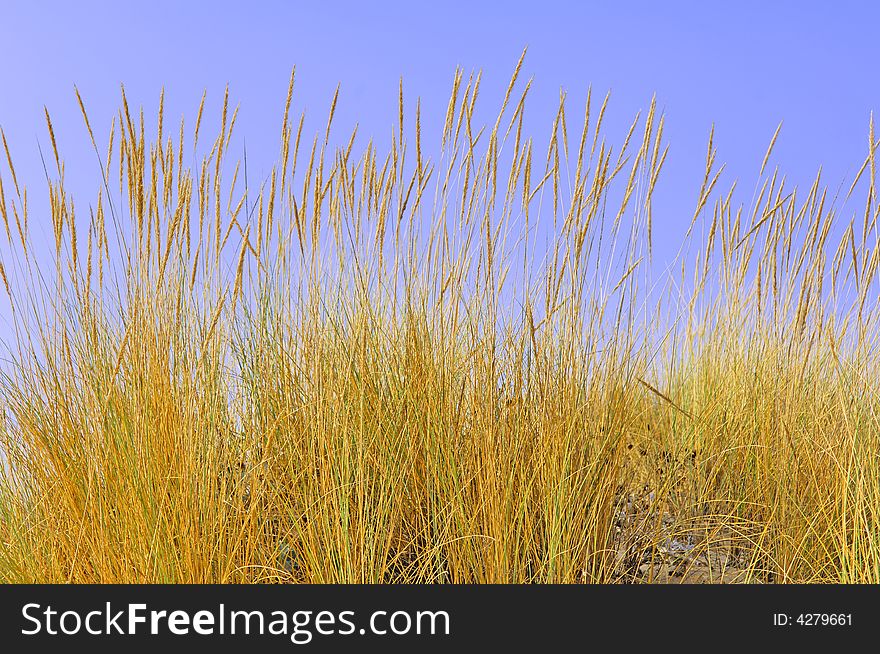 Portugal, area of Algarve, Portimao: Dune plant in gold color. Portugal, area of Algarve, Portimao: Dune plant in gold color