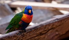 Colorful Bird Stock Photos Colorful Bird Stock Photos