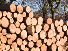 Stacked Wirefood Logs Royalty Free Stock Photo Stacked Wirefood Logs Royalty Free Stock Photo