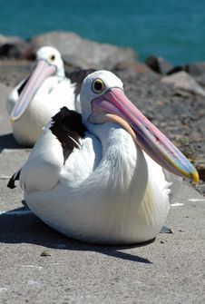 Pelicans Royalty Free Stock Image