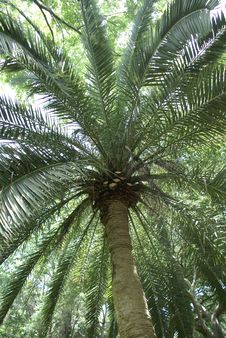 Looking Up Palm Tree Royalty Free Stock Photography Looking Up Palm Tree Royalty Free Stock Photography