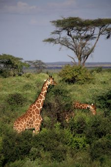 Giraffe Feeding Stock Photo Giraffe Feeding Stock Photo