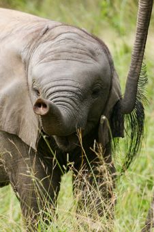 African Elephants Royalty Free Stock Images African Elephants Royalty Free Stock Images
