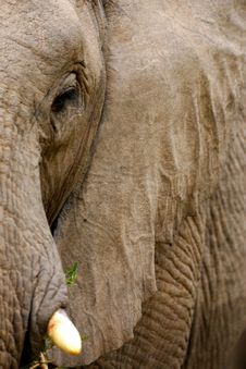 African Elephants Stock Images African Elephants Stock Images