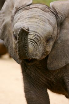 African Elephants Royalty Free Stock Photography African Elephants Royalty Free Stock Photography