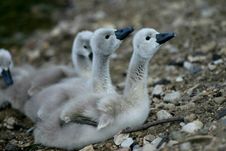 Swan Family Stock Photos