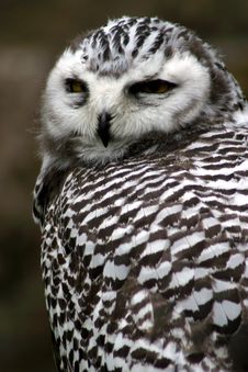 Majestic Spotted Owl Stock Images