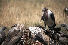 Maribou Stork And Vultures Royalty Free Stock Images Maribou Stork And Vultures Royalty Free Stock Images