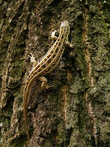 Lizard On The Tree Royalty Free Stock Images Lizard On The Tree Royalty Free Stock Images