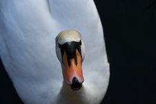 Talking Swan Royalty Free Stock Photo