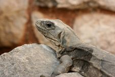 Large Lizard (Ctenosaura Similis) Royalty Free Stock Photo Large Lizard (Ctenosaura Similis) Royalty Free Stock Photo