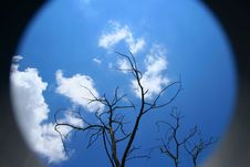 Dead Tree Against Blue Sky Royalty Free Stock Images Dead Tree Against Blue Sky Royalty Free Stock Images
