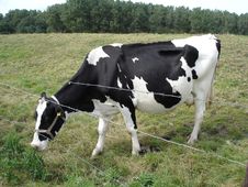 Cow Stock Photos