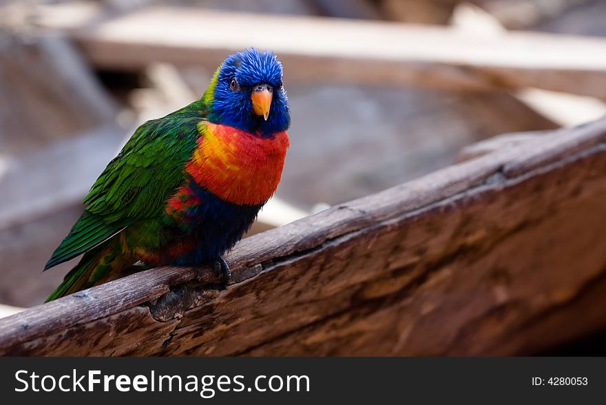 Bird is sitting on a pile of wood. Bird is sitting on a pile of wood