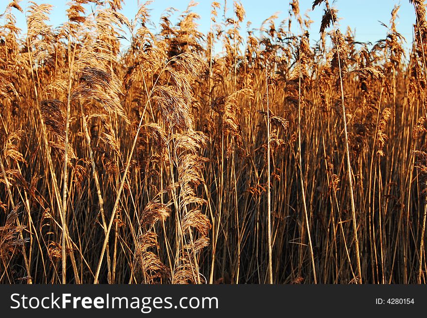 Long stalks and heads of wild grass. Long stalks and heads of wild grass