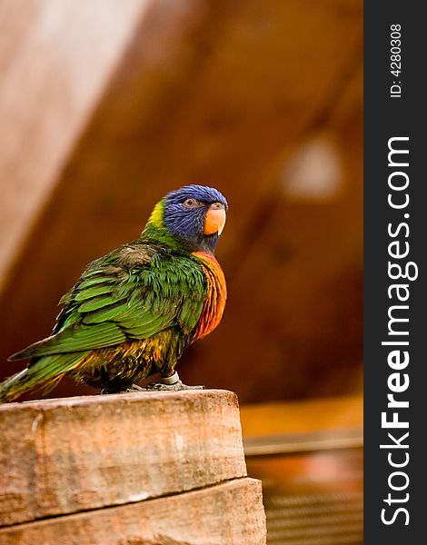 Bird is standing on a pile of wood. Bird is standing on a pile of wood