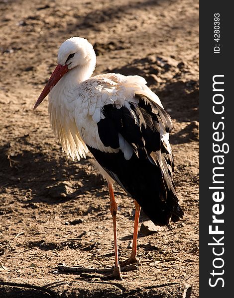 Stork is standing in the sand