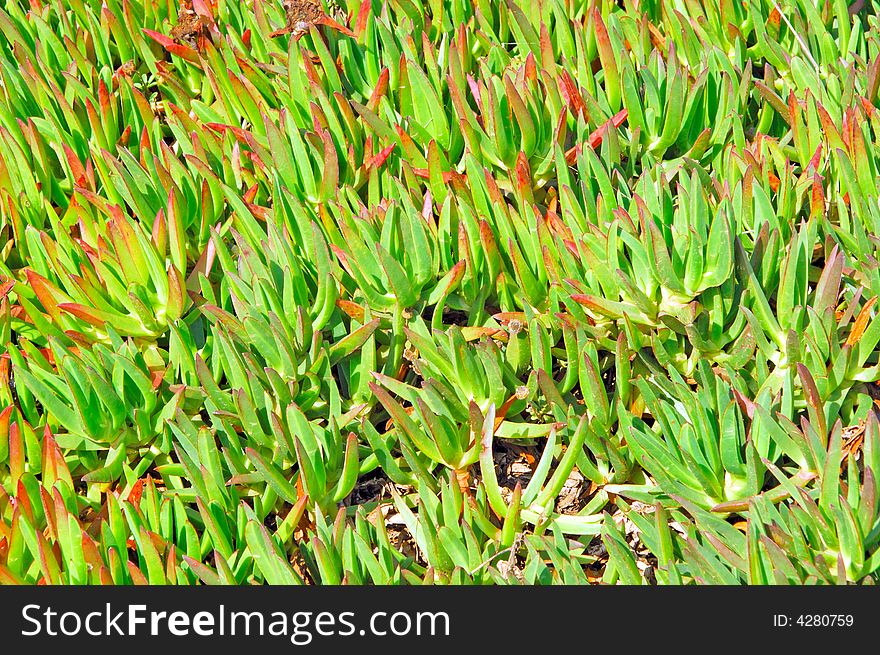 Portugal, area of Algarve, Sagres: specific Flora; green coastline plants. Portugal, area of Algarve, Sagres: specific Flora; green coastline plants