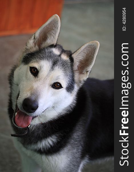 Friendly female husky dog prepaired to play. Friendly female husky dog prepaired to play