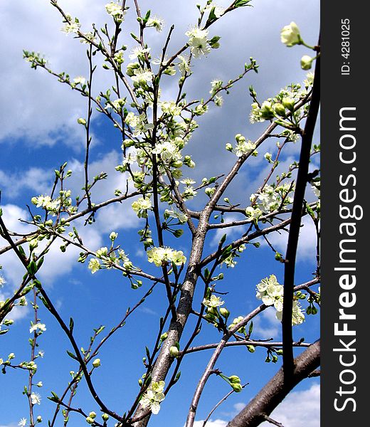 Blooming cherry in sunny day, in middle of spring