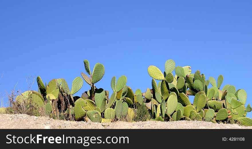 Photo of prickly pear cactus taken in Spain