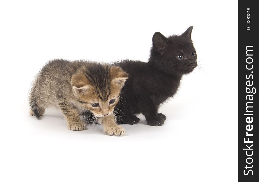 A tabby and black kittens playing on a white background