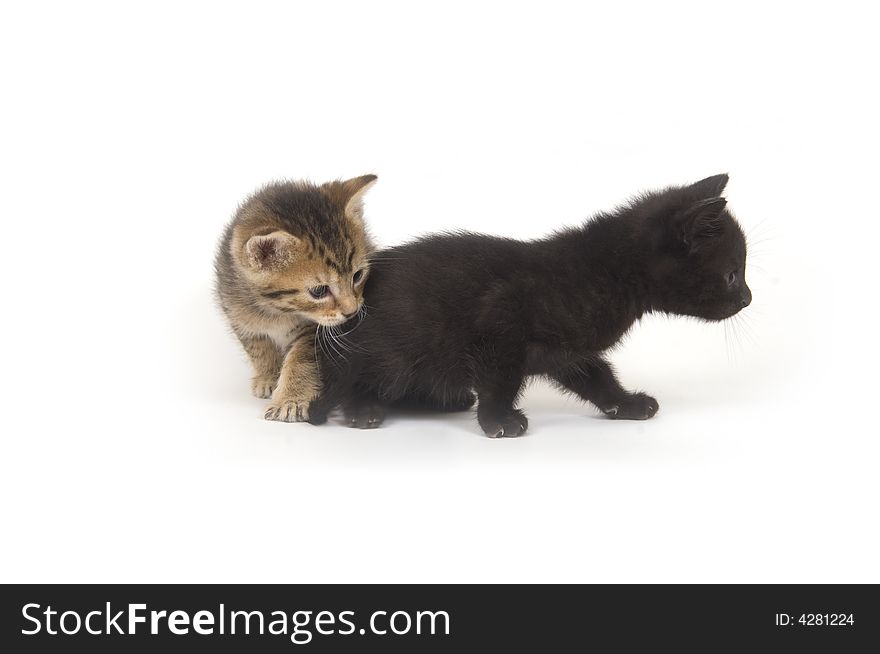 A tabby and black kittens playing on a white background