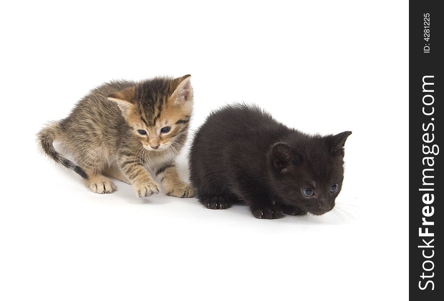 A black kitten and a tabby kitten play on a white background. A black kitten and a tabby kitten play on a white background