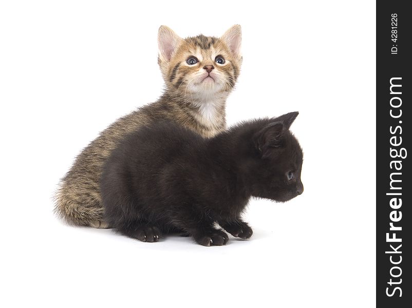 A black kitten and a tabby kitten play on a white background. A black kitten and a tabby kitten play on a white background