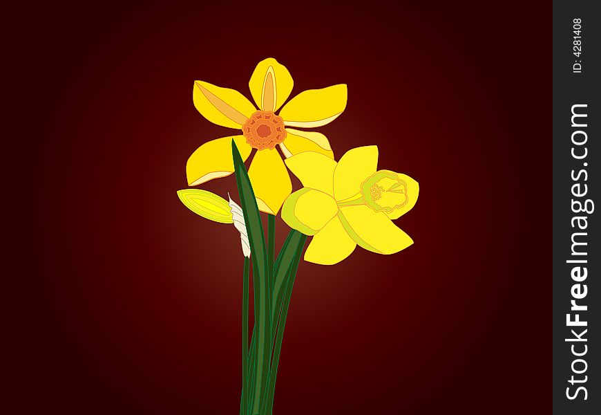 Bunch of Narcissus flowers flours on wine-coloured background. Bunch of Narcissus flowers flours on wine-coloured background.