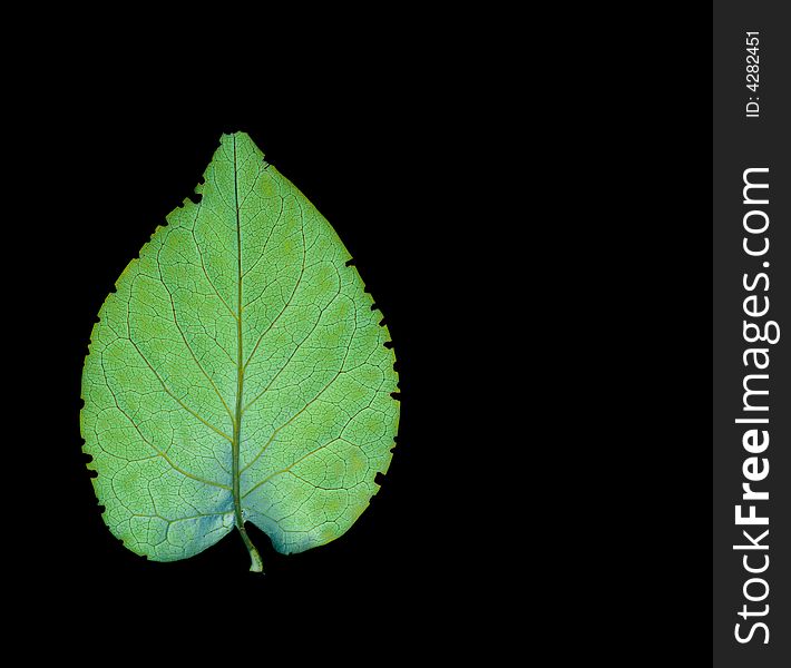 Green leaf isolated on black