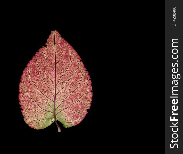 Red leaf isolated on black