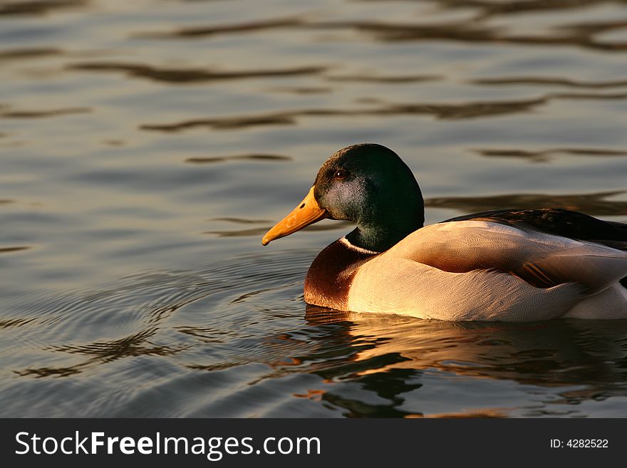 Common duck on lake reflected with falling sun water