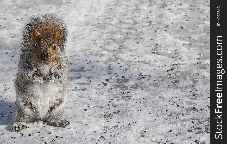 A curious squirrel in Mont-Royal park, Montreal