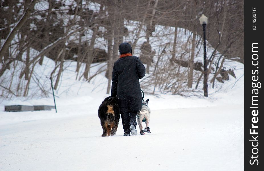 Women walking with her dogs in Mont-Royal park of Montreal. Women walking with her dogs in Mont-Royal park of Montreal.