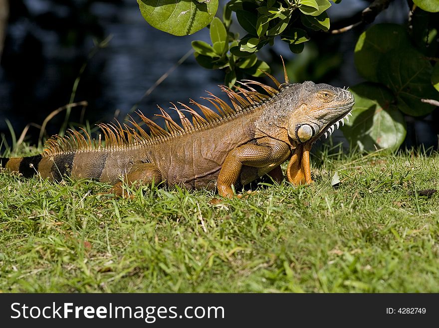 A Green Iguana resting and sunning on a cold morning in Miami, Florida. A Green Iguana resting and sunning on a cold morning in Miami, Florida