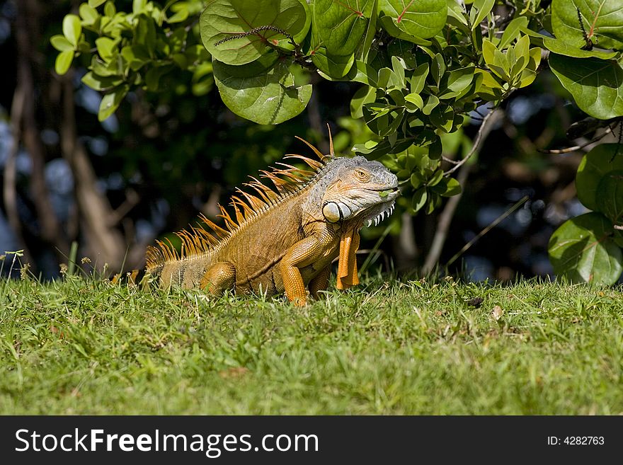 A Green Iguana eating leaves from the tree