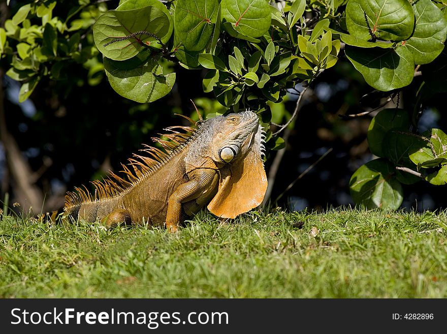 A Green Iguana warming himself in the early sunlight. A Green Iguana warming himself in the early sunlight