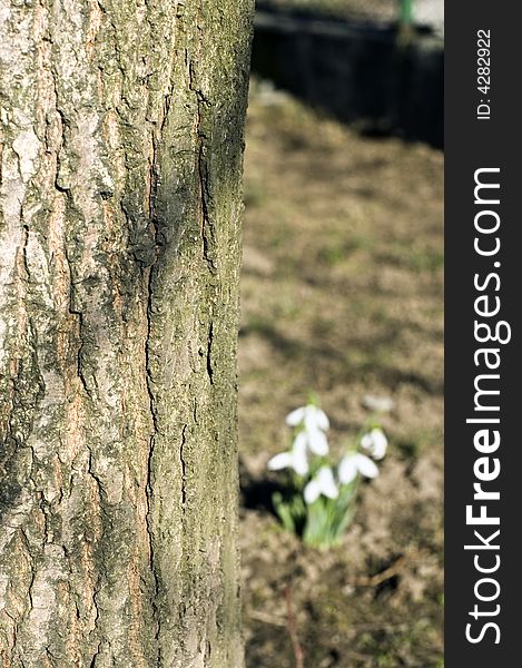 Tree nerve with snowdrop flowers at the background. Tree nerve with snowdrop flowers at the background