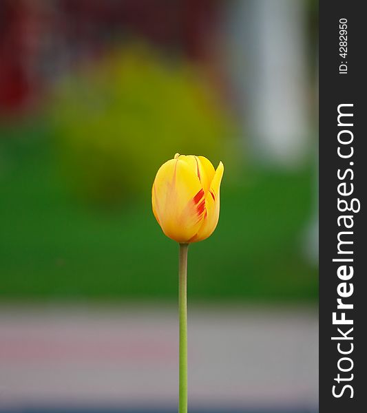 Alone yellow tulip on green background