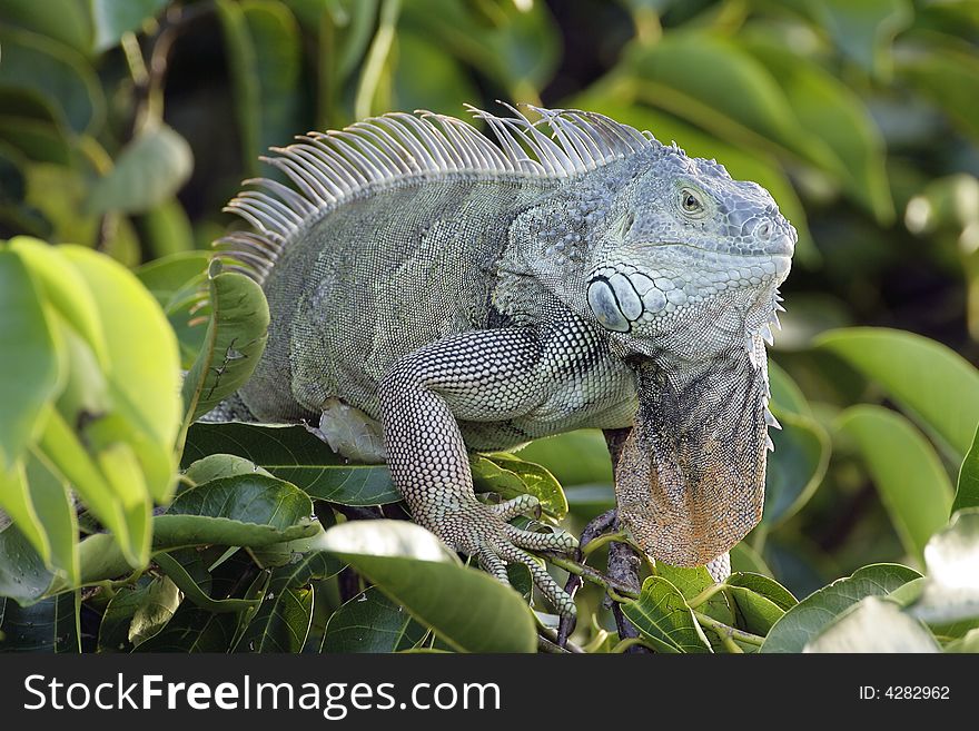 A Green Iguana sunning hinself up in the trees. A Green Iguana sunning hinself up in the trees