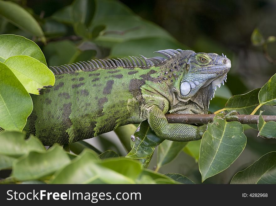A Green Iguana sunning and warming himself up on a tree branch. A Green Iguana sunning and warming himself up on a tree branch