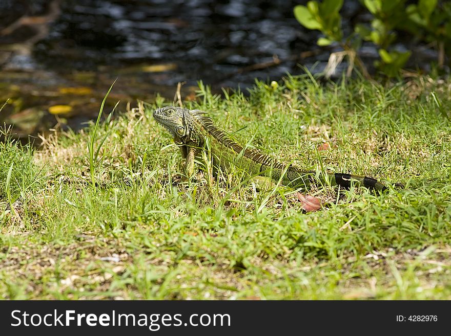 A Green Iguana warming up in the sunlight on a cold morning